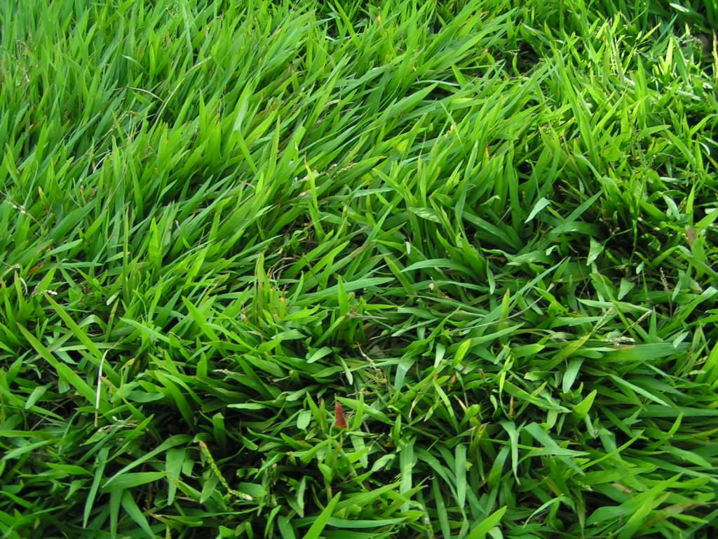 cara membuat kompos dari rumput