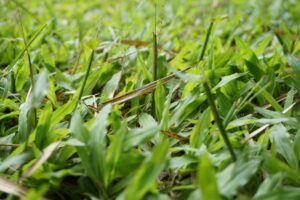 cara membuat pupuk kompos dari rumput liar