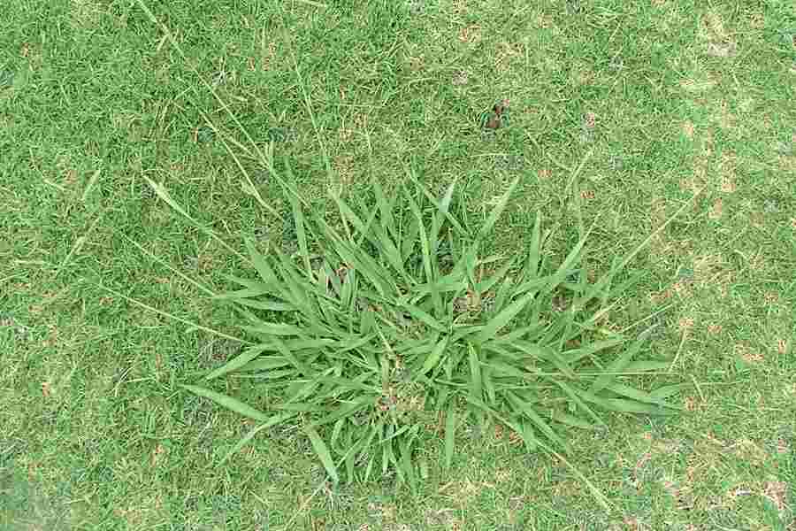 Jenis rumput pakan kambing
