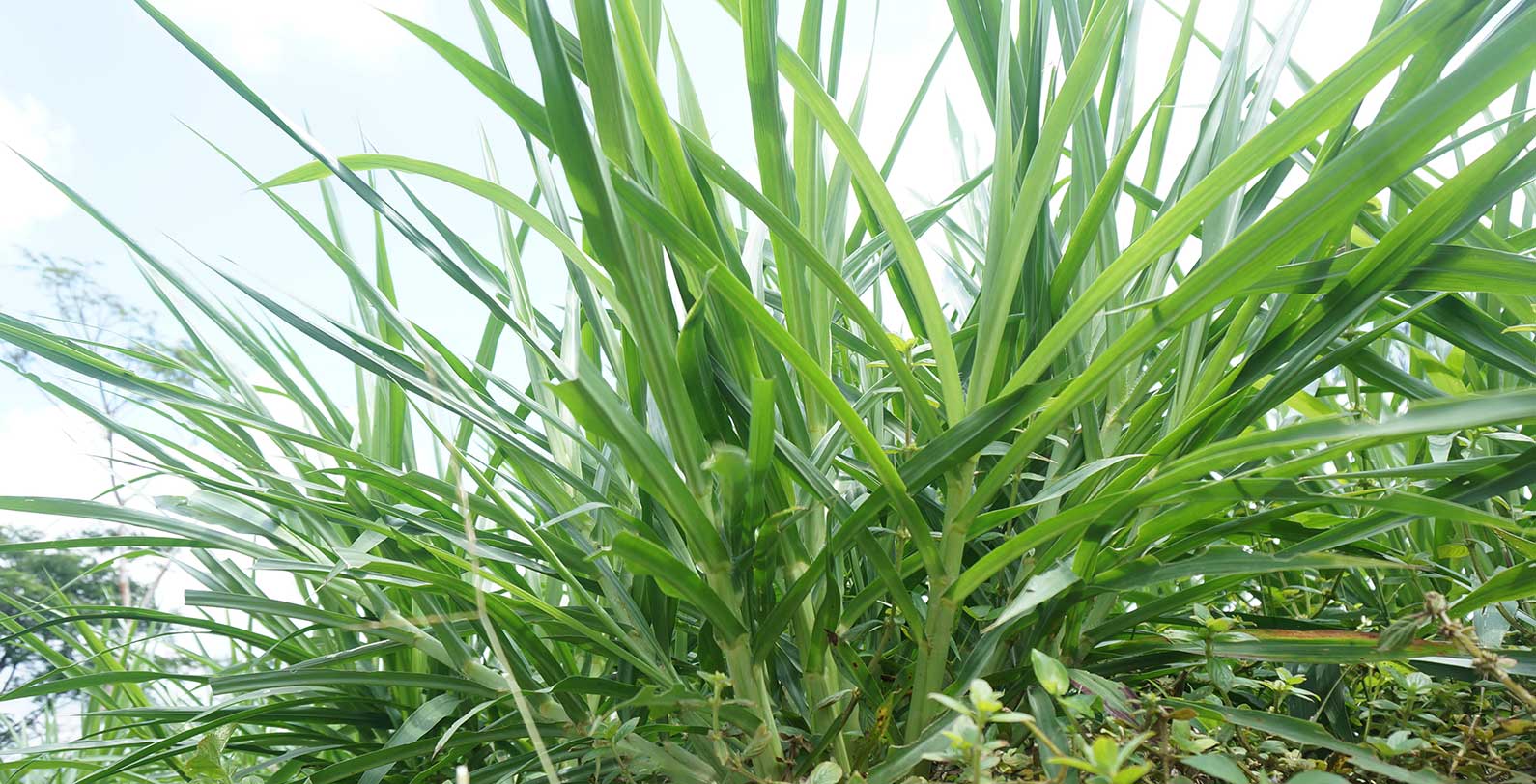 perbedaan rumput odot dan kolonjono