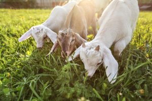 Budidaya Pakan kambing