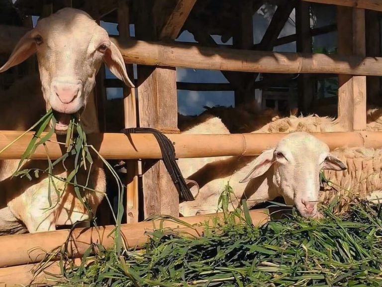 Cara Buat Pakan Kambing Silase