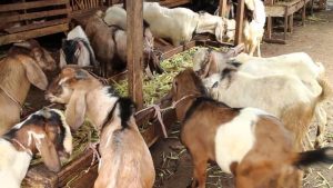 Jenis pakan kambing yang bagus
