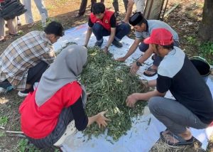 Silase untuk Kambing Hamil
