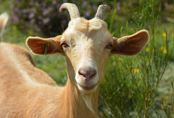 Jenis Pakan Kambing yang Bagus