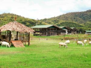Biaya usaha ternak kambing