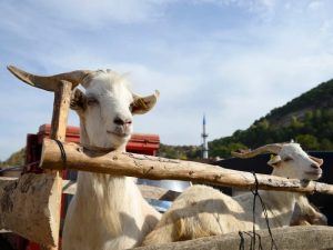 bisnis kambing qurban
