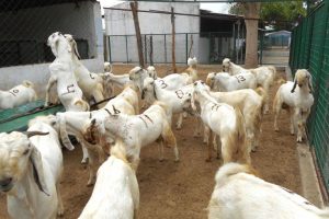 bisnis kambing qurban