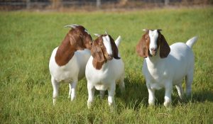Gambar Kambing Boer