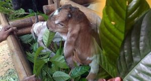 Jenis Daun Makanan Kambing