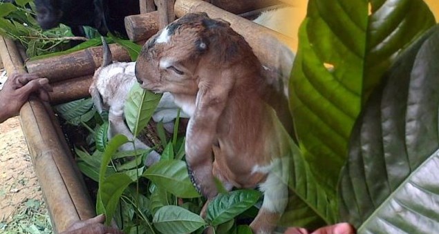 Jenis Daun Makanan Kambing