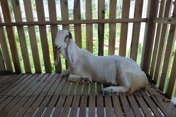 makanan kambing etawa