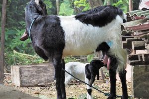 makanan kambing etawa
