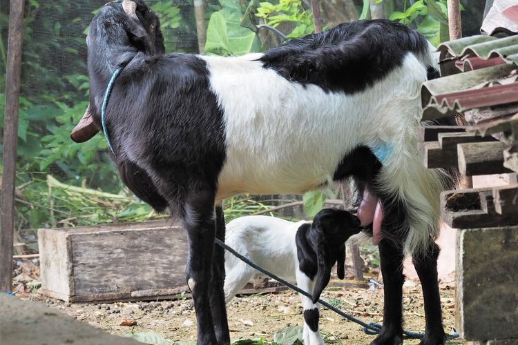 makanan kambing etawa