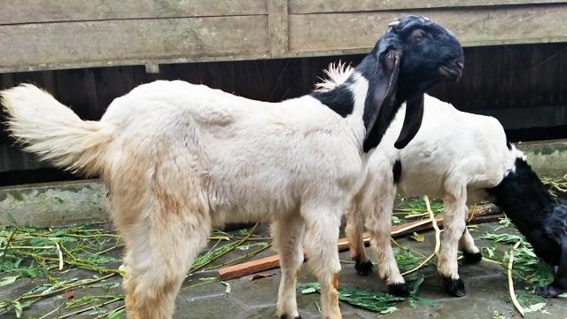 makanan kambing etawa