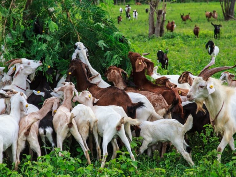 kambing etawa