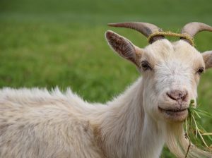 Budidaya Pakan Kambing