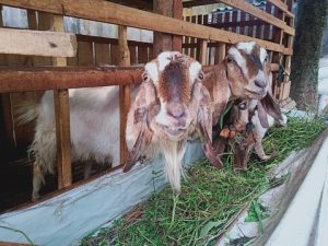 jenis pakan kambing yang bagus