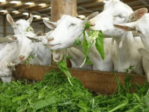 Budidaya pkan Kambing