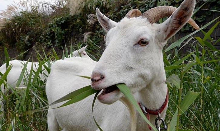 Bahan Silase Pakan Kambing untuk Pakan Berkualitas