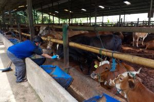 bisnis peternakan sapi