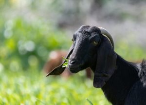 Pakan untuk Ternak Kambing