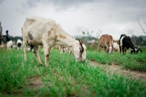 Pakan untuk Ternak Kambing
