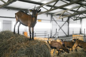 Pakan untuk Ternak Kambing