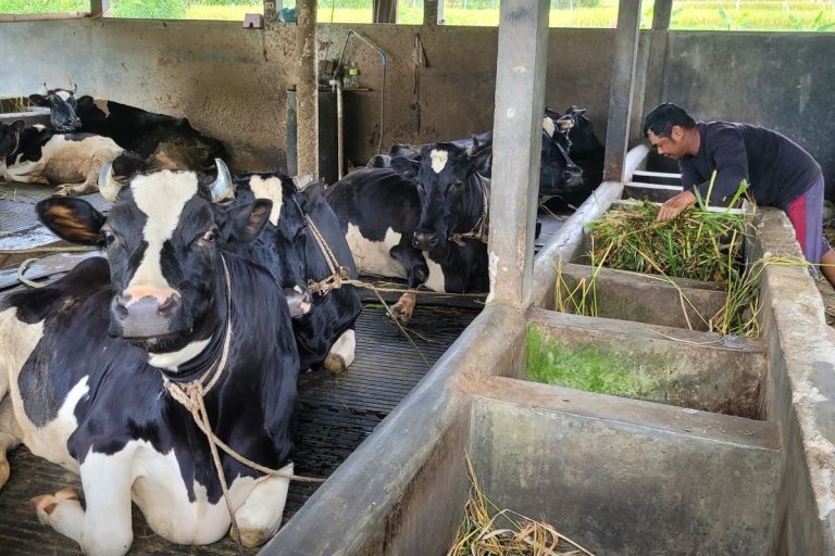 bisnis ternak sapi perah