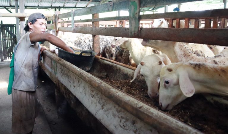 manfaat silase untuk kambing