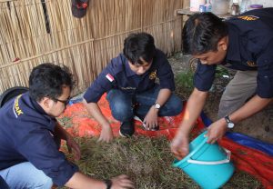 Silase untuk Kambing Hamil