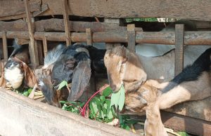 silase kambing