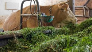 fermentasi jenis ahan baku pakan ternak