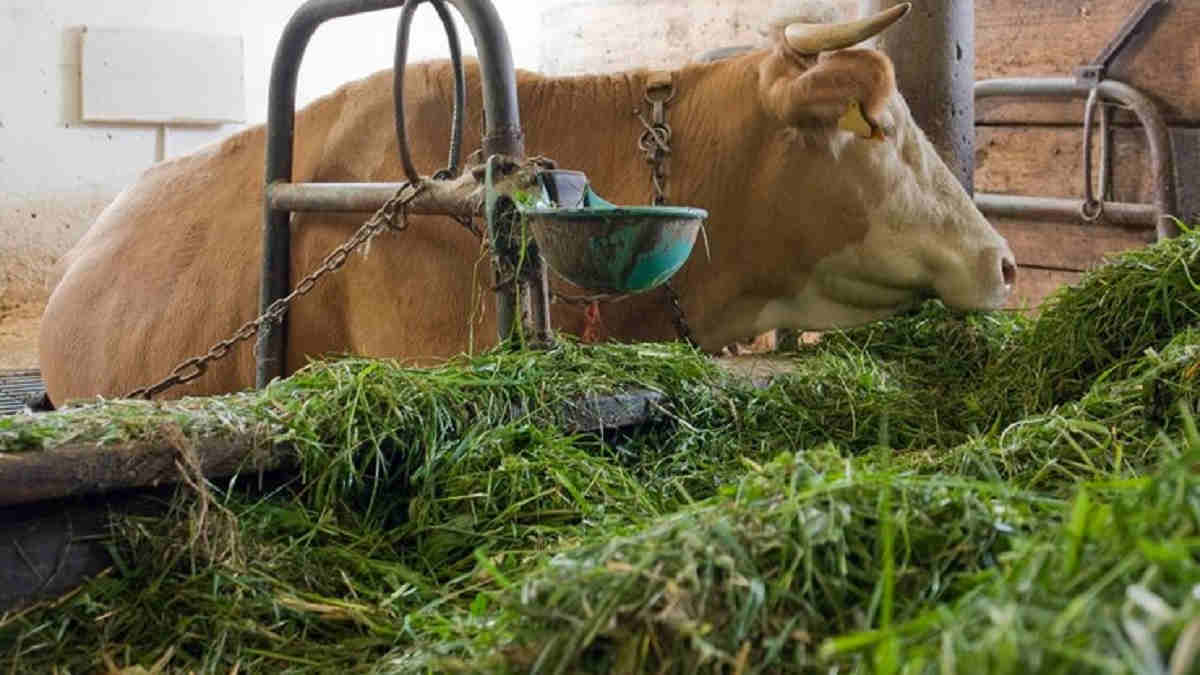 fermentasi pakan, untuk menggemukan sapi