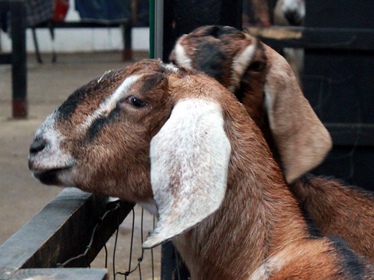 Bahan Bahan Fermentasi Pakan Kambing yang Mudah Didapat