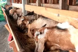 Pakan Makanan dedak kambing