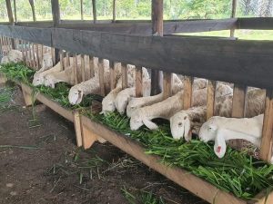 Ternak Kambing