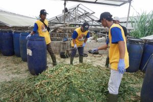 lvara membuat pakan kambing silase 