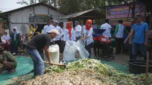 Fermentasi daun gajah