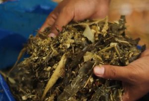 hasil fermentasi rumput gajah