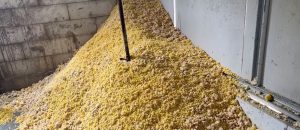 Konsentrat jagung