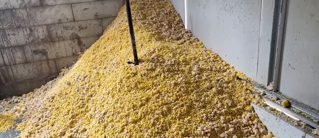 Konsentrat jagung
