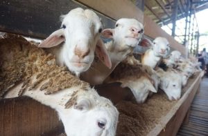 Pakan Kambing <yoastmark class=
