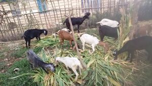Pakan Daun dan Batang Jagung