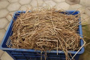 cara fermentasi jerami sistem terbuka