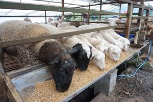 Cara buat pakan kambing dari jerami