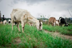 Pakan kambing