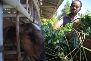 Pakan kambing daun singkong