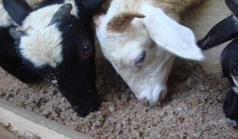 Panduan Lengkap dan Cepat Cara Bikin Konsentrat Kambing
