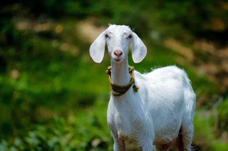 Teknik Pembuatan Silase untuk Ternak Kambing